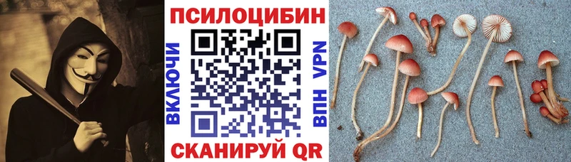 Галлюциногенные грибы Psilocybe  Пыталово 
